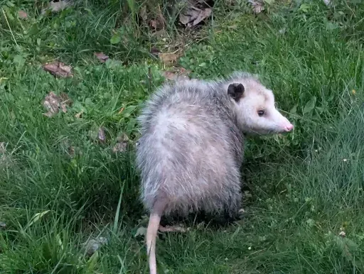possum strutting on the grass